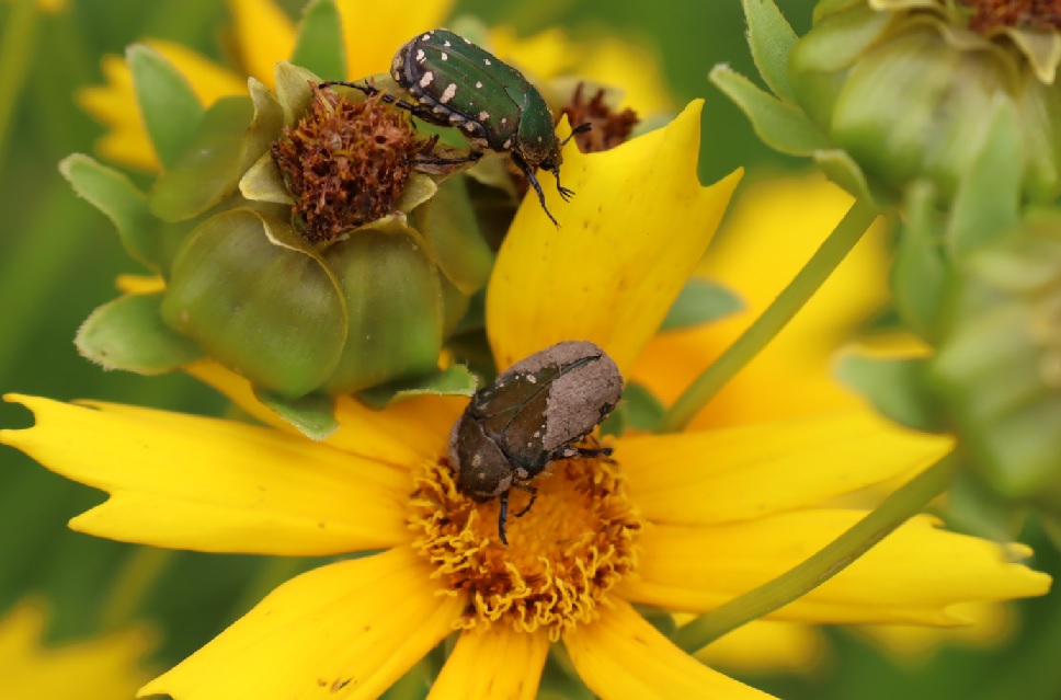 緑色と茶色のコアオハナムグリ_ヤナギ林近くの草原_2023年5月25日1５時40分気温23度