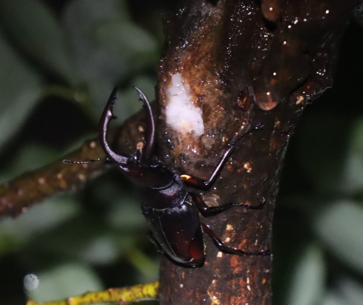 やなぎの枝先_8月の記録的な長雨3日目_ノコギリクワガタ♂_2021年8月14日19時40分_気温25度