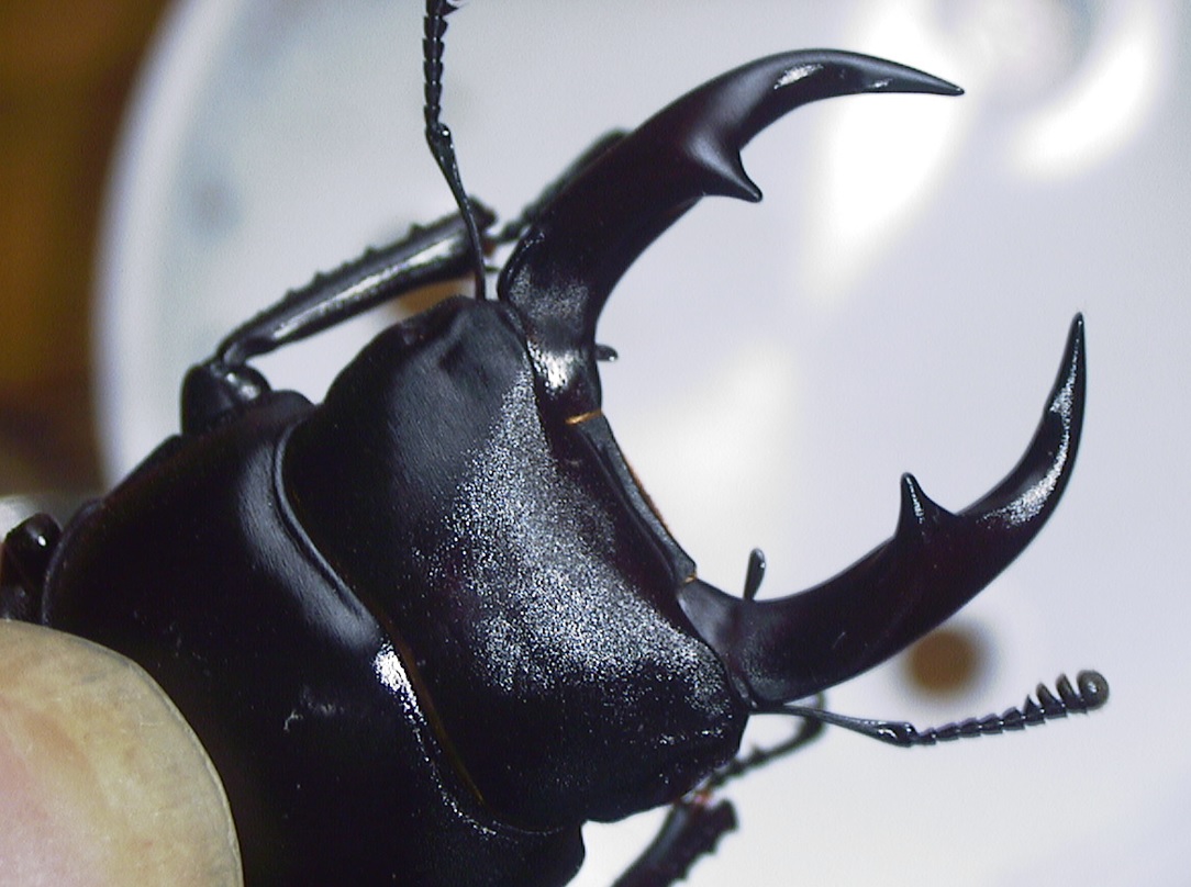 アーカイブ2002年6月_チュウクワガタ（オオコクワガタ）♂頭胸部_2021年8月6日記