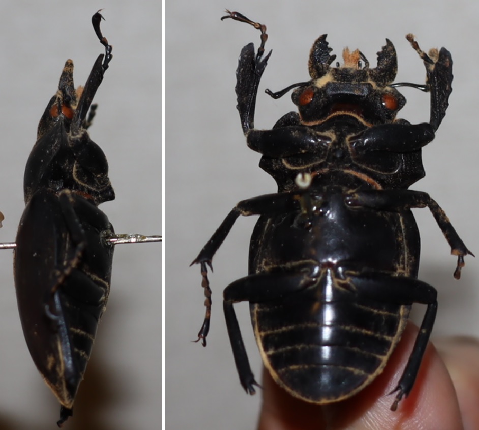 アーカイブ_体長５２ｍｍのノコギリクワガタ♀_横、裏_1978年7月東京都稲城市で採取_2021年8月7日構成