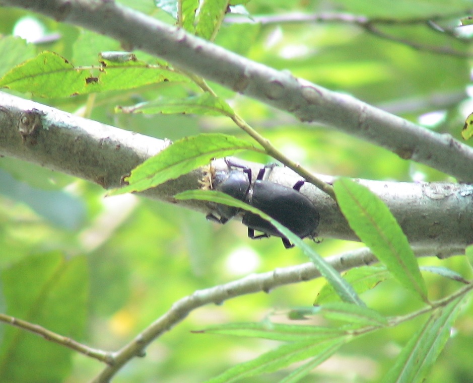 標高1000m程に生えるヤナギの枝先_ヒメオオクワガタ雌_2005年9月18日