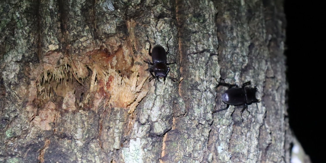 標高500mm程の峠道沿いのクヌギ林_コクワガタ3♂_2021年8月3日21時10分_気温26度