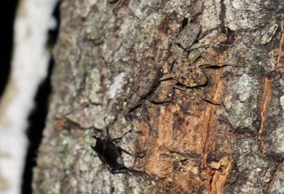 標高500mm程の峠道沿いのクヌギ林_コクワガタとオオゾウムシ_2021年8月3日19時40分_気温26度