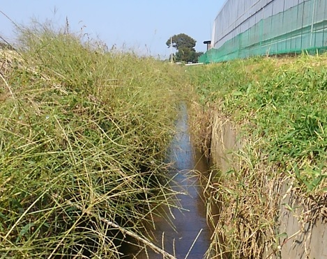 10月初旬_タガメやタイコウチ等水棲昆虫が集まっていた用水路_210821整理