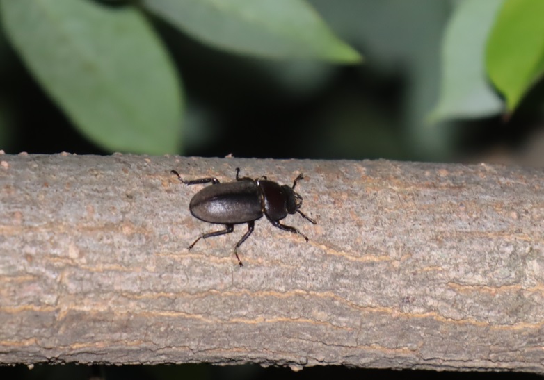 やなぎの枝先_コクワガタ♀_2021年8月28日19時50分_気温28度