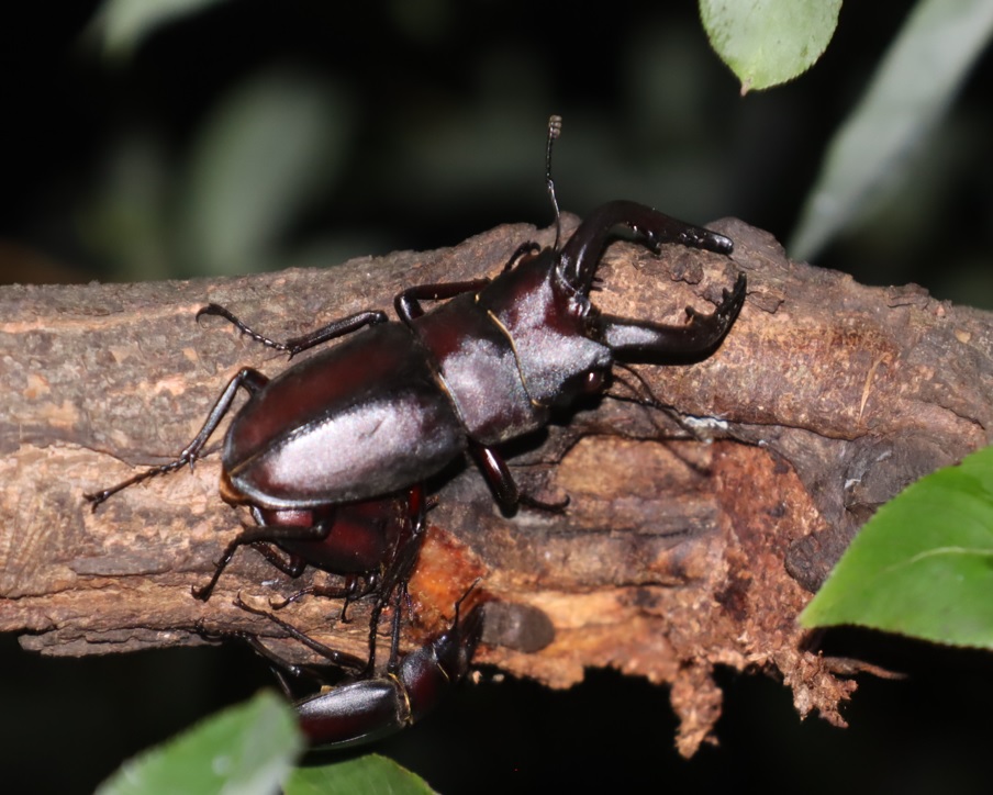 やなぎの枝先_ノコギリクワガタ2♂1♀_2021年8月23日20時_気温28度