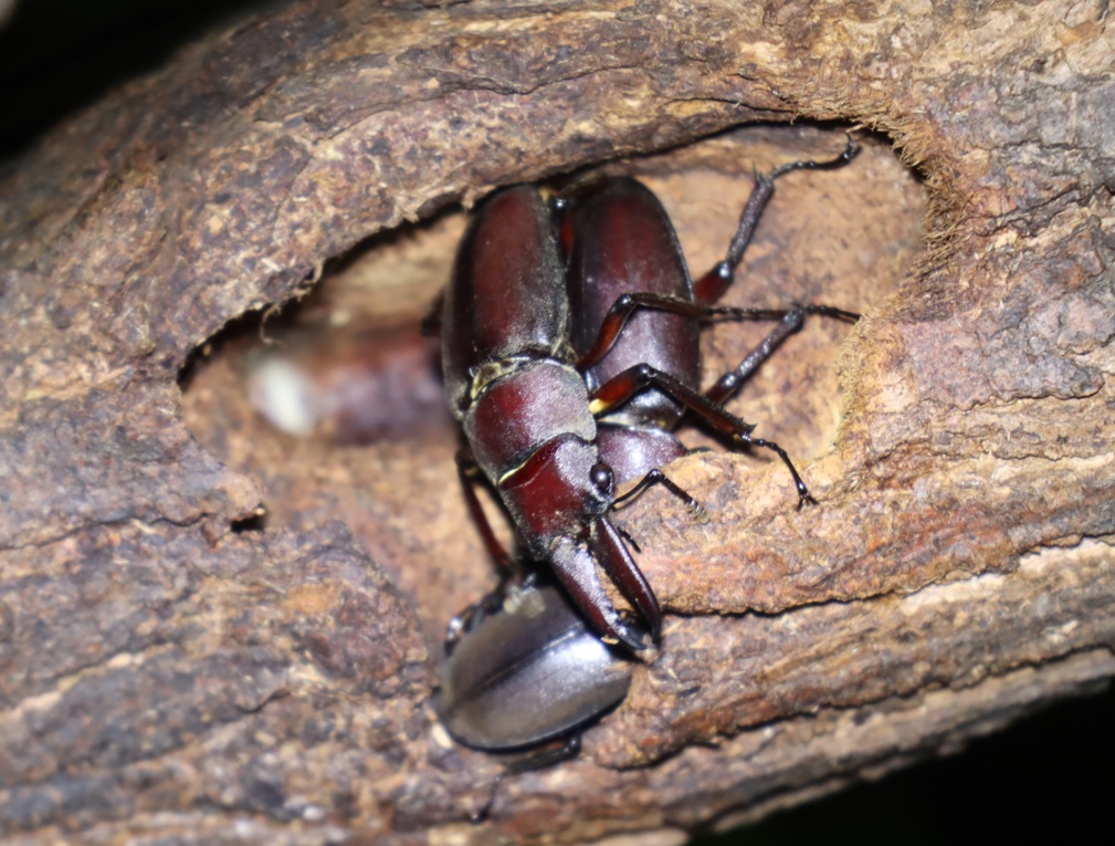 やなぎの枝先_ノコギリクワガタのペア、コクワガタ_2021年8月18日19時50分_気温26度