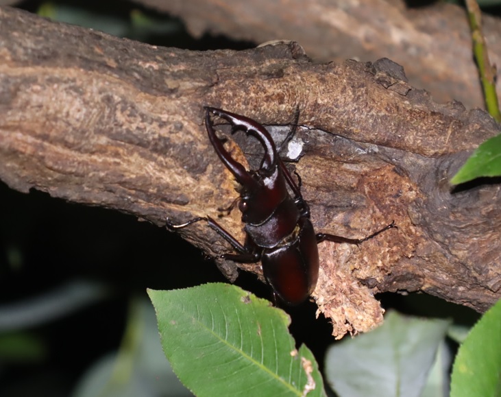 やなぎの枝先_ノコギリクワガタ大歯♂_2021年8月28日19時50分_気温28度