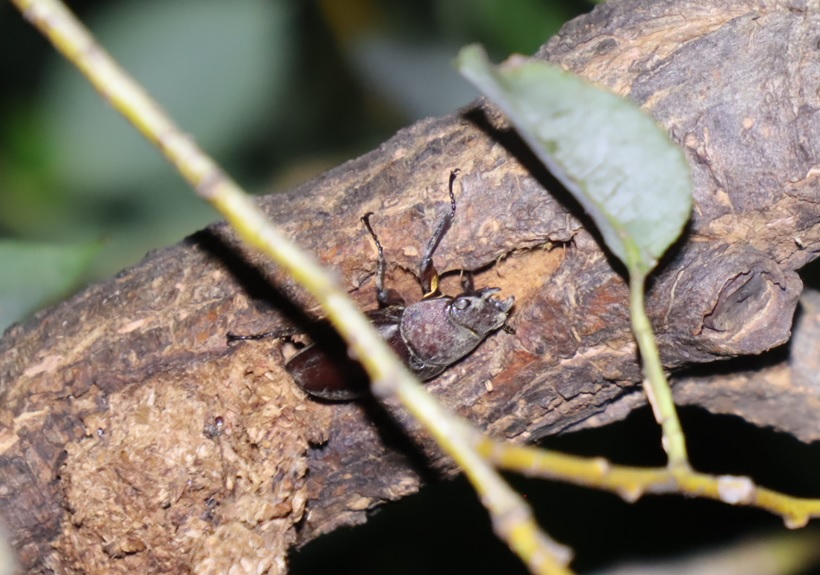 やなぎの枝先_ミヤマクワガタ？♀_2021年8月28日19時50分_気温28度