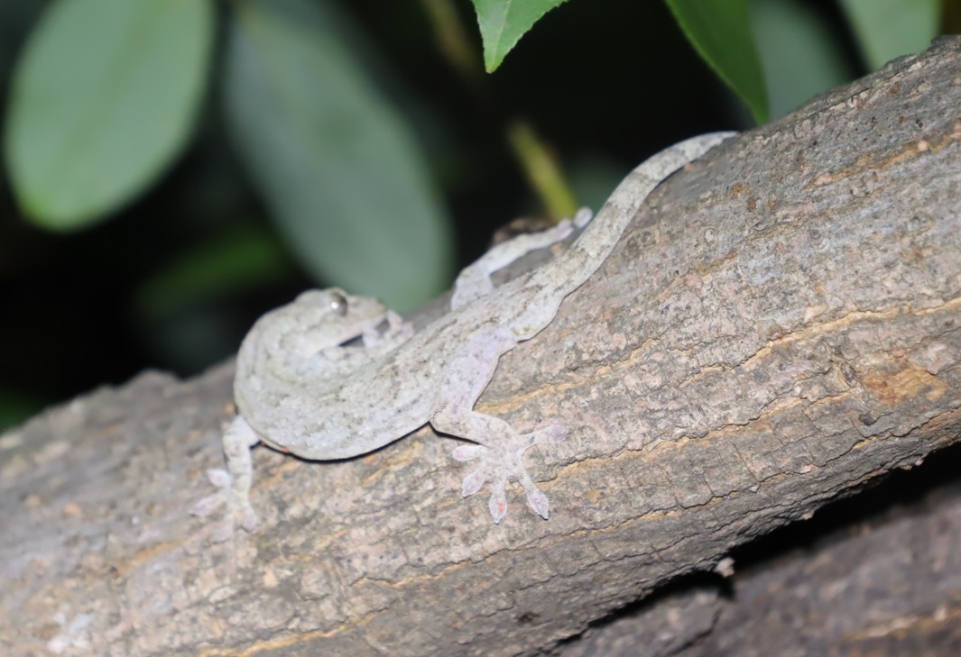 やなぎの枝先_ヤモリ_2021年8月28日19時50分_気温28度