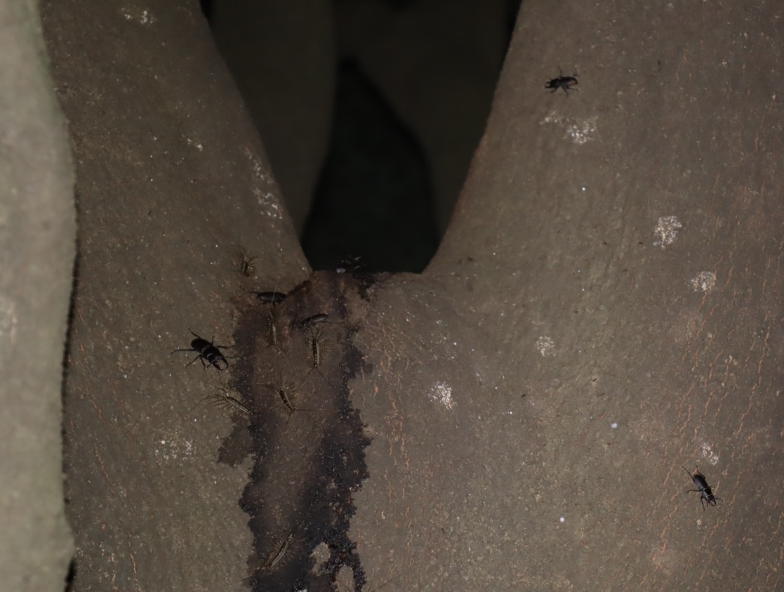 シラカシ_大量に浸み出始めた樹液に群がるコクワガタとノコギリクワガタ、ゲジ(広角)_2021年8月28日19時40分頃_気温28度