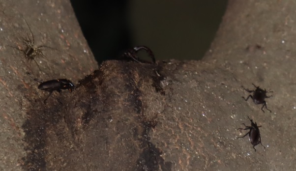 シラカシ_大量に浸み出始めた樹液の特等席_大歯のノコギリクワガタが陣取る_2021年8月28日19時40分頃_気温28度