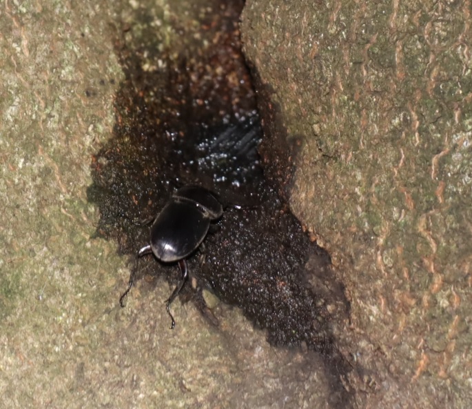 シラカシ_洞周囲の樹液を吸うヒラタクワガタの雄_2021年8月18日19時30分頃_気温26度