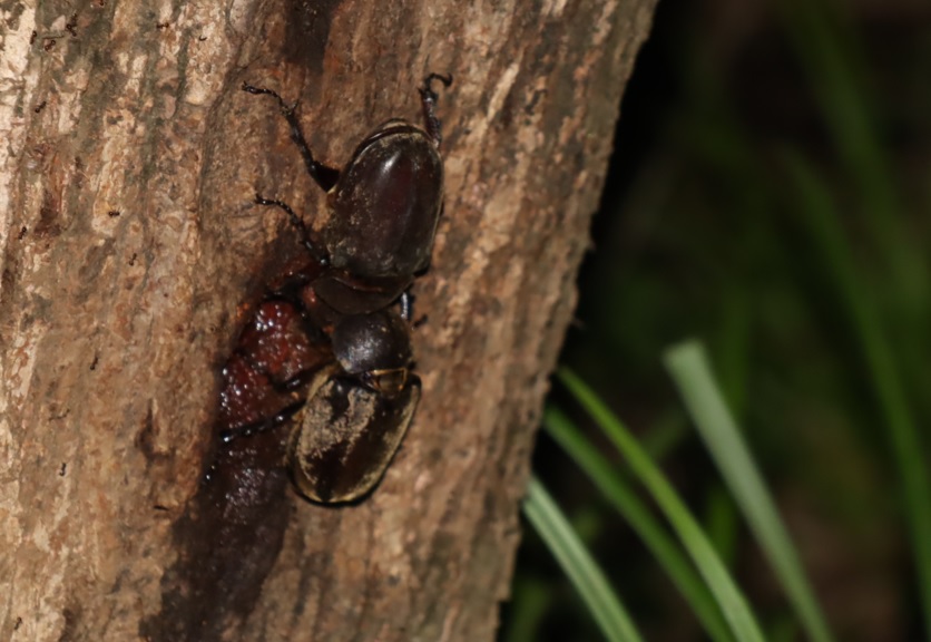 ヤナギ林のその他のヤナギ_カブトムシ雌同士の戦い_2021年8月18日19時40分_気温26度