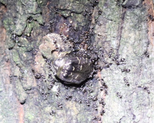 不思議なノコギリクワガタがつくクヌギ_蟻にたかられながらも樹液を吸うシラホシハナムグリ_2021年8月18日19時30風頃_気温26度