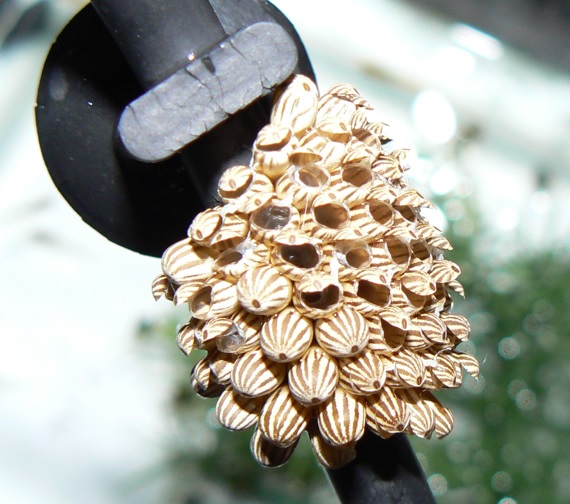 真冬（2011年1月16日）タガメの卵塊（孵化後）_210821整理