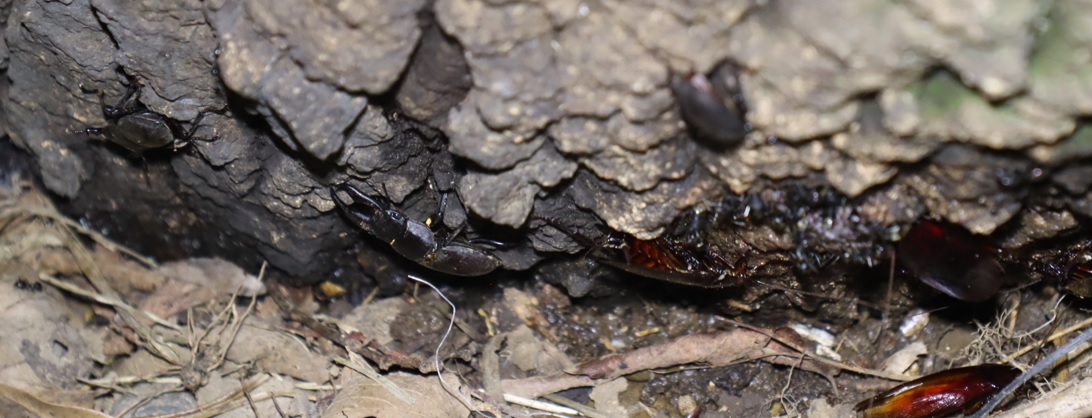 ２番目のクヌギの根元近く_コクワガタ_2021年8月28日19時30分頃_気温28度