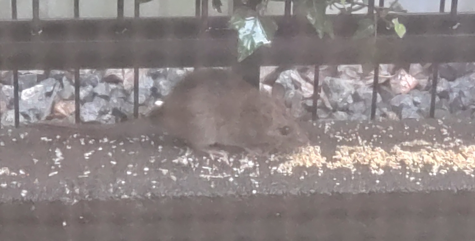 スズメの餌場に思わぬ来訪者”ドブネズミ（拡大）”_2022年4月4日12時30分気温10度雨天_昆虫バカセ宅の庭