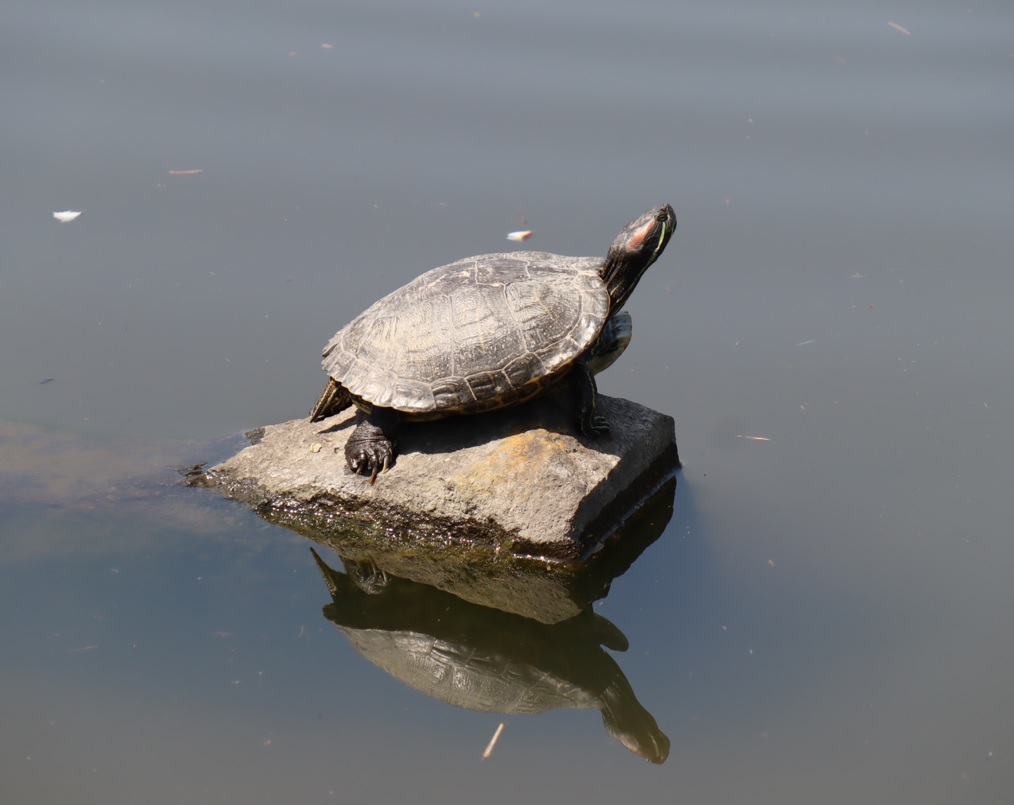 昆虫バカセフィールド_池の石の上で日なたぼっこするミシシッピーアカミミガメ_2022年4月11日11時頃_気温26度