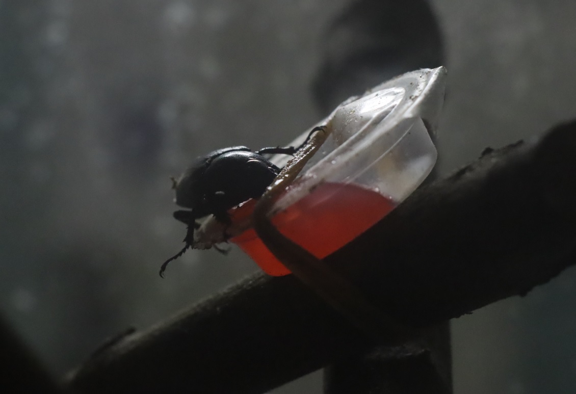 昆虫バカセ研究室_ゼリーを吸うノコギリクワガタの雌_2022年4月9日19時30分_気温20度