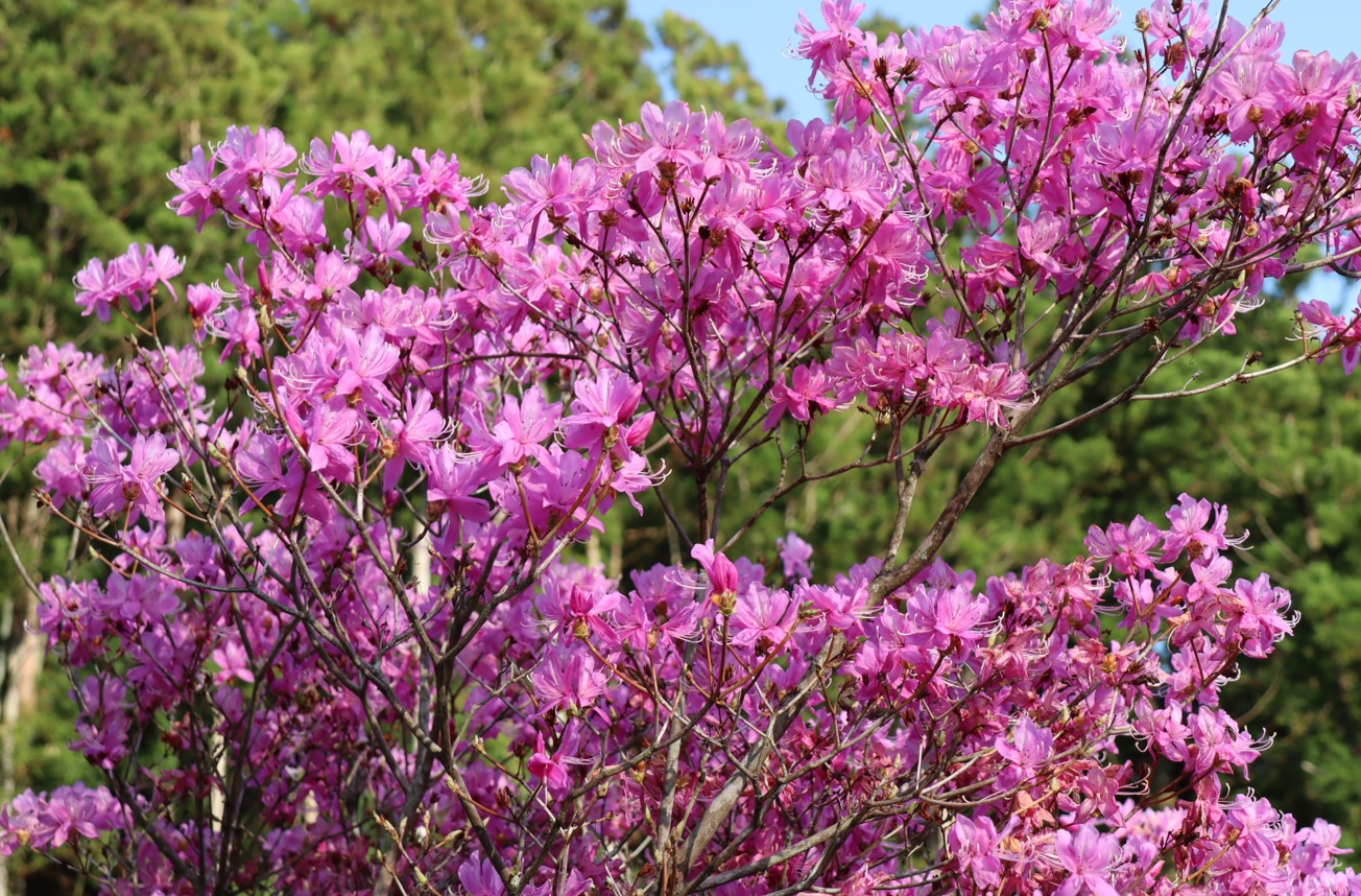 里山O近くの集落_いたるところにハナモモ？の花_2022年4月6日16時30分頃_気温18度