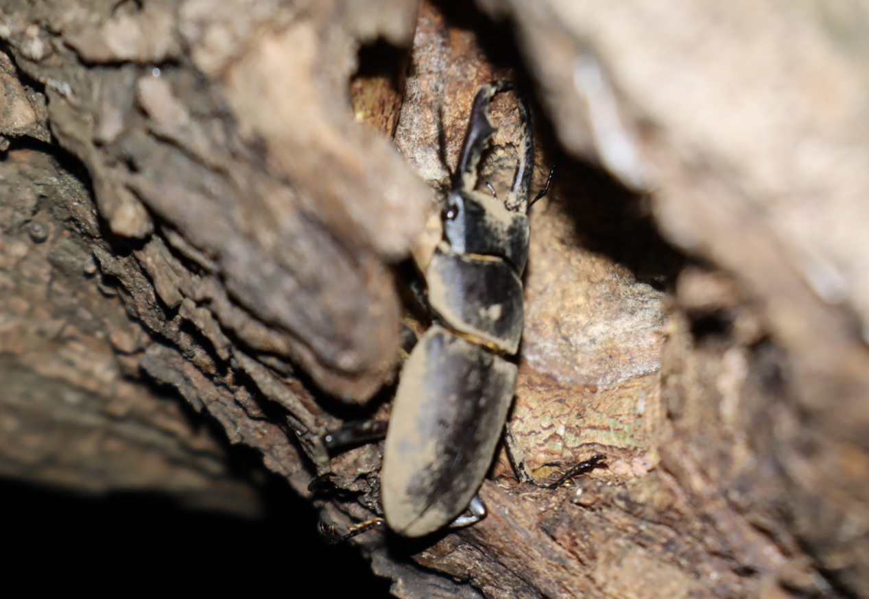 やなぎの枝先_枝先から1m下の洞_うろうろするコクワガタ1♂_2022年4月23日19時50分頃_気温20度