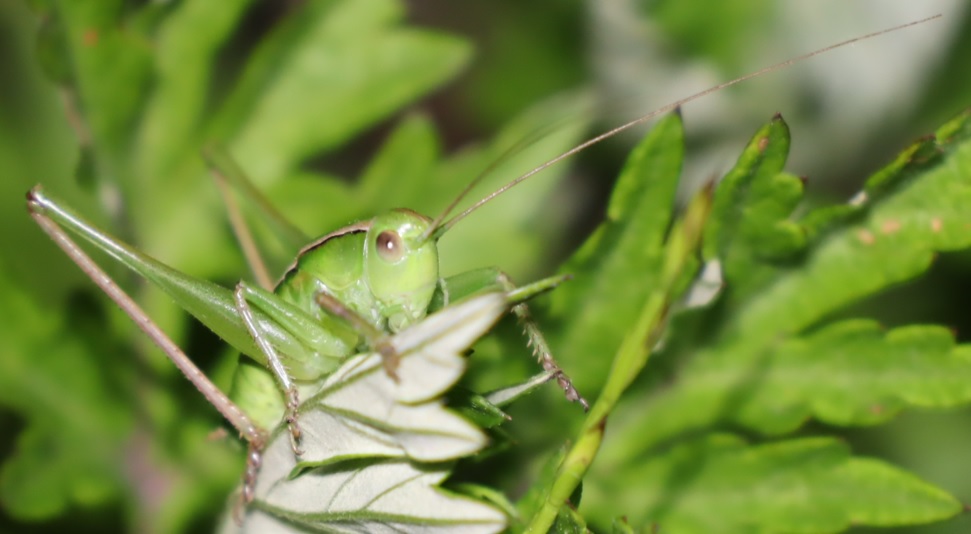 キリギリスの澄む草原_キリギリスの幼虫_2022年5月19日19時30分頃_気温16度