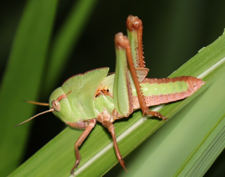 キリギリスの澄む草原_トノサマバッタの幼虫_2022年5月19日19時30分頃_気温16度