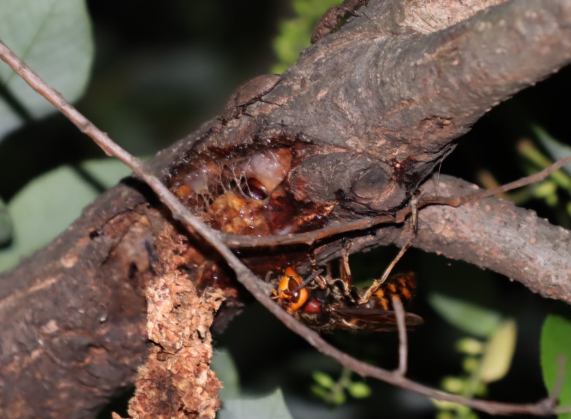 ヤナギ林_枝先のヤナギ_オオスズメバチとボクトウガの幼虫_2022年5月14日20時20分頃気温18度