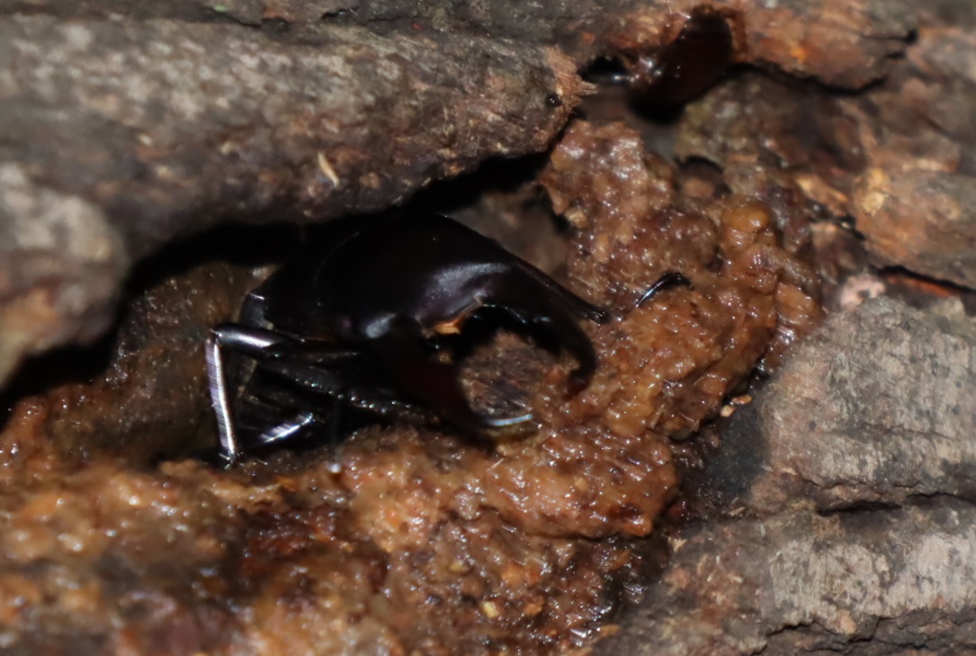 ヤナギ林_枝先のヤナギ_コクワガタ♂_2022年5月14日20時20分頃気温18度