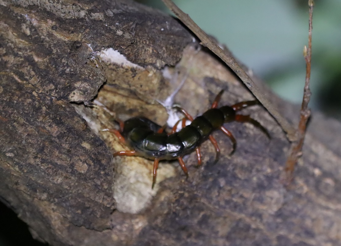 ヤナギ林_枝先のヤナギ_トビズムカデ_2022年5月11日20時5分頃気温18度
