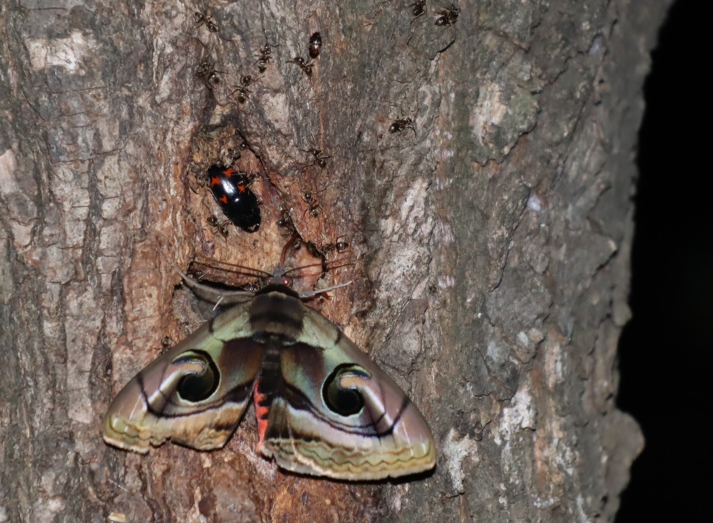 ヤナギ林のその他のヤナギ_ハグルマトモエ蛾とヨツボシケシキスイ_2022年_4月30日_19時30分頃_気温13度
