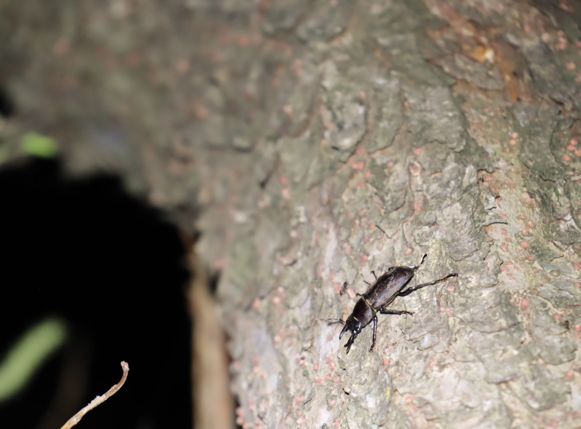 ヤナギ林の南端のヤナギ_枝を這うコクワガタ1♂_2022年4月23日19時40分_気温20度