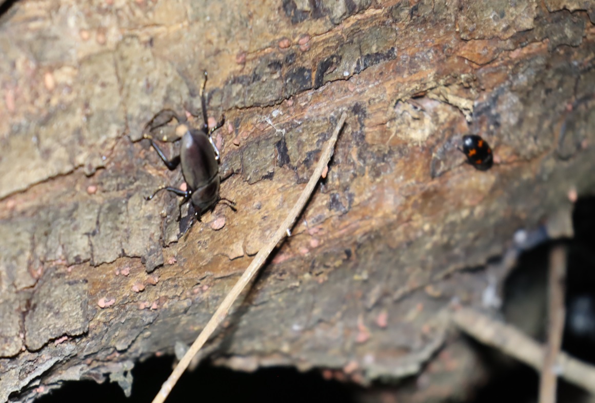 ヤナギ林の南端のヤナギの裏側_コクワガタ1♂とヨツボシケシキスイ_2022年4月23日19時40分_気温20度