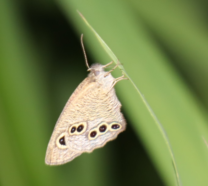 ヤナギ林周辺の草原_ヒメウラナミジャノメ_2022年5月14日20時35分頃気温18度