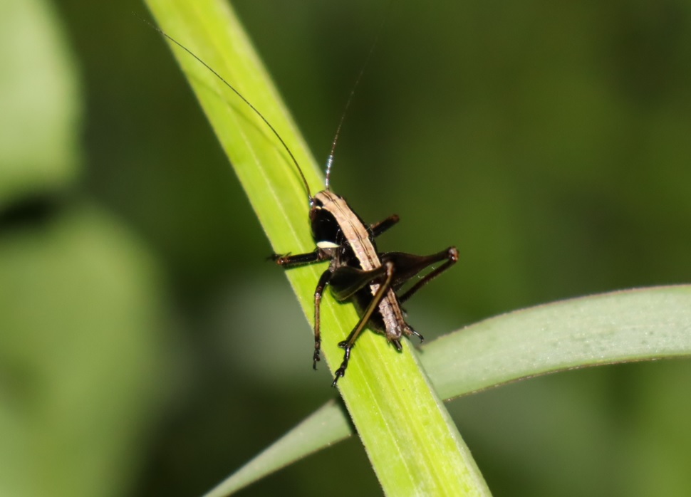ヤナギ林周辺の草原_ヒメギスの幼虫♂_2022年5月18日19時55分頃気温19度