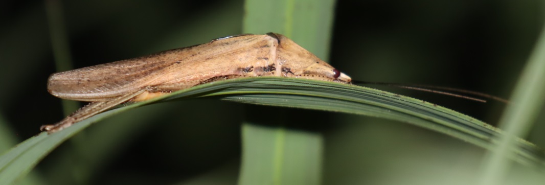 ヤナギ林周辺の草原_褐色クビキリギス♂_2022年5月18日19時55分頃気温19度