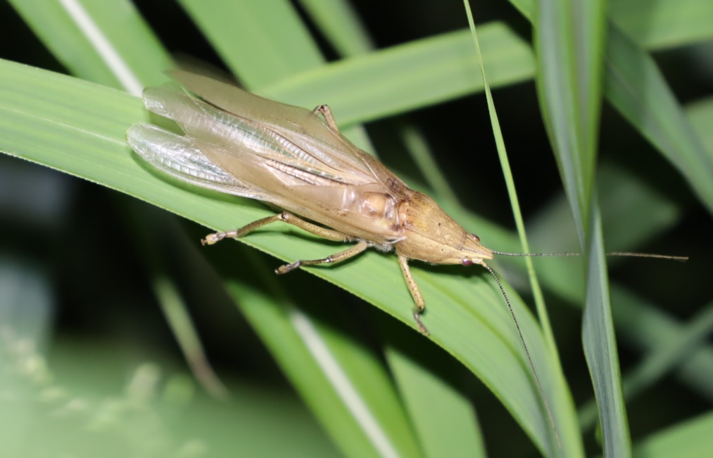 ヤナギ林周辺の草原_鳴く褐色クビキリギス♂_2022年5月18日19時55分頃気温19度