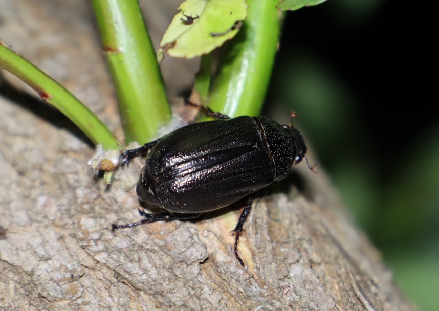 中州のヤナギ_クロコガネ_2022年5月14日19時45分頃気温18度