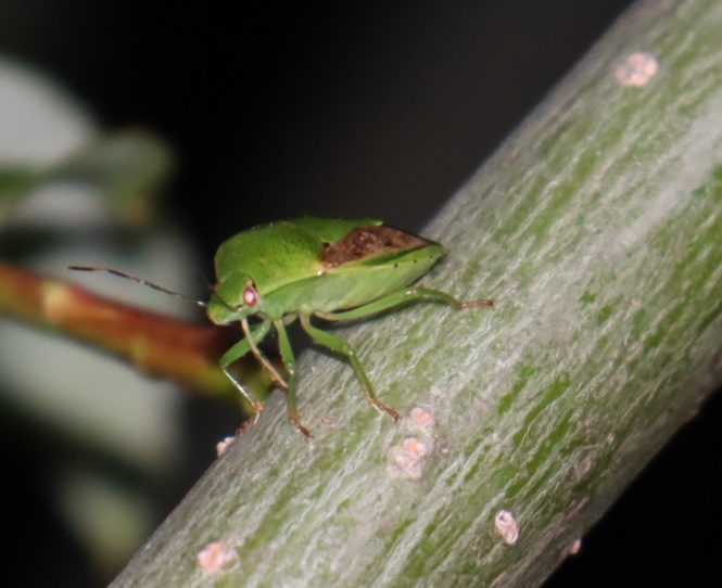 中州のヤナギ_ミドリカメムシ_2022年5月14日19時50分頃気温18度