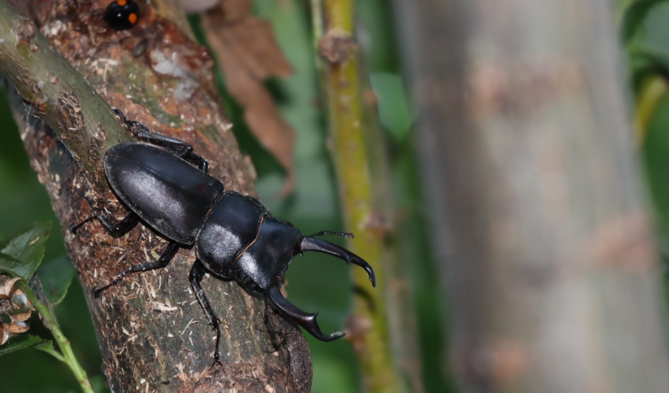 大雨後濁流の利根川伊勢崎市付近_川縁のヤナギ林_コクワガタ♂_2022年5月27日18時50分頃気温22度_
