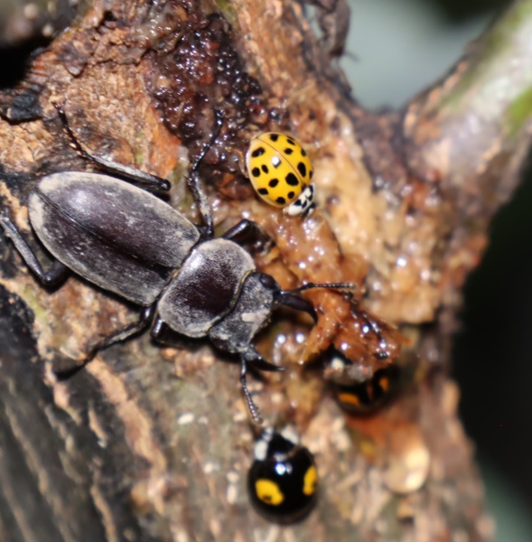 大雨後濁流の利根川伊勢崎市付近_川縁のヤナギ林_コクワガタとナミテントウ_2022年5月27日19時35分頃気温22度_