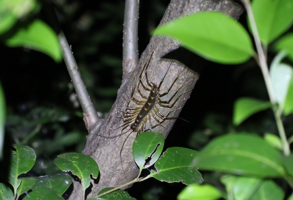 川縁のヤナギ_大きなオオゲジ_2022年5月18日20時30分頃気温19度