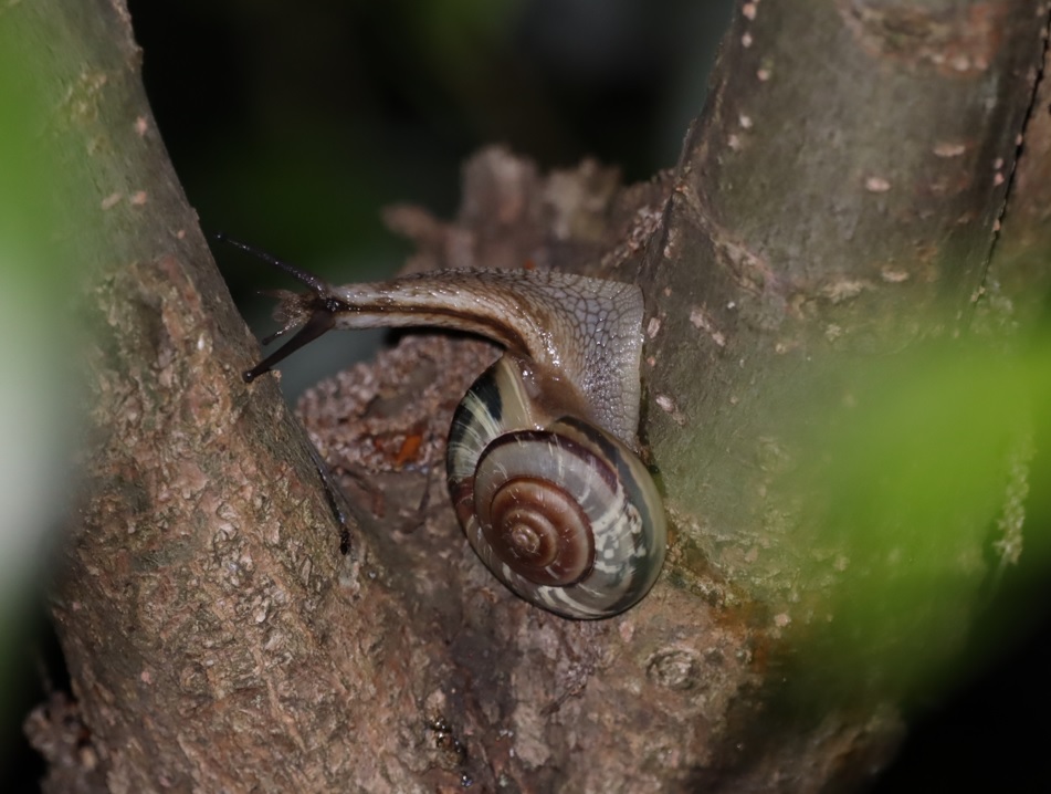 川縁のヤナギ_左の木_カタツムリ（ミスジマイマイ）_2022年5月11日20時35分頃気温18度