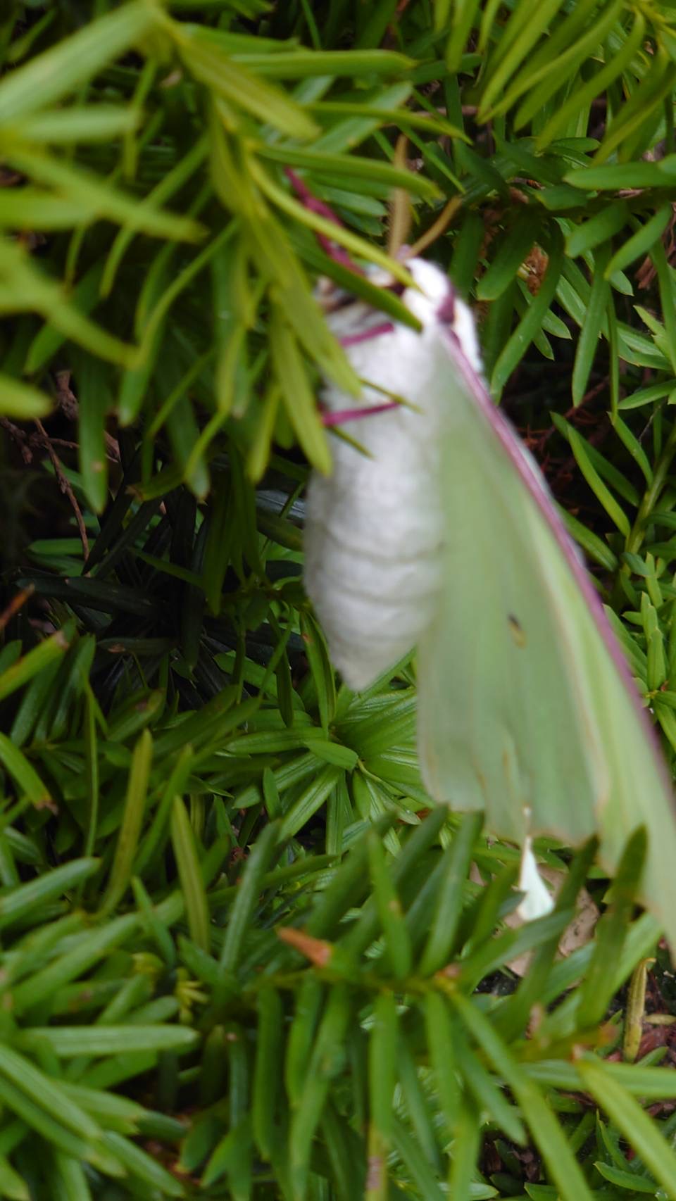 月の女神の横顔（オオミズアオ）_群馬県甘楽郡甘楽町_2022年5月