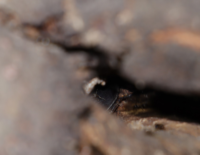 ＳＧ社近くの利根川河川敷_ヤナギ-木肌の裂け目にヒラタクワガタ♂_2022年5月10日18時30分頃気温17度