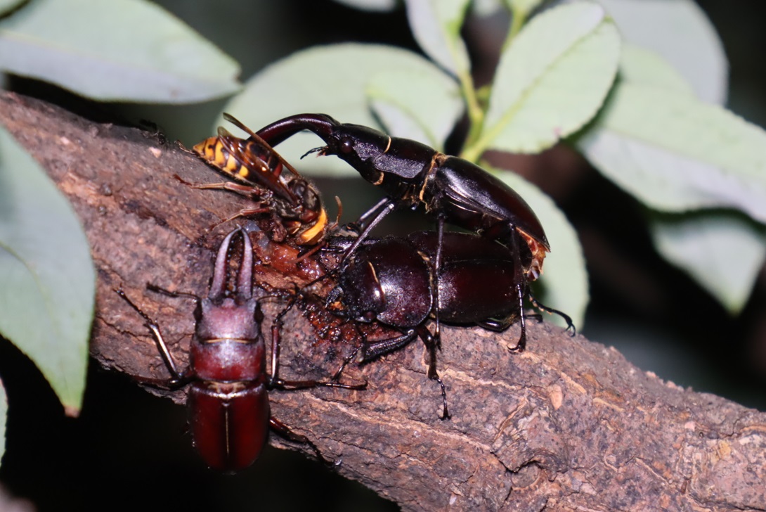 ヤナギ林-枝先のヤナギ_ノコギリクワガタ2♂1♀、モンスズメバチ_2022年7月8日20時15分頃気温26度