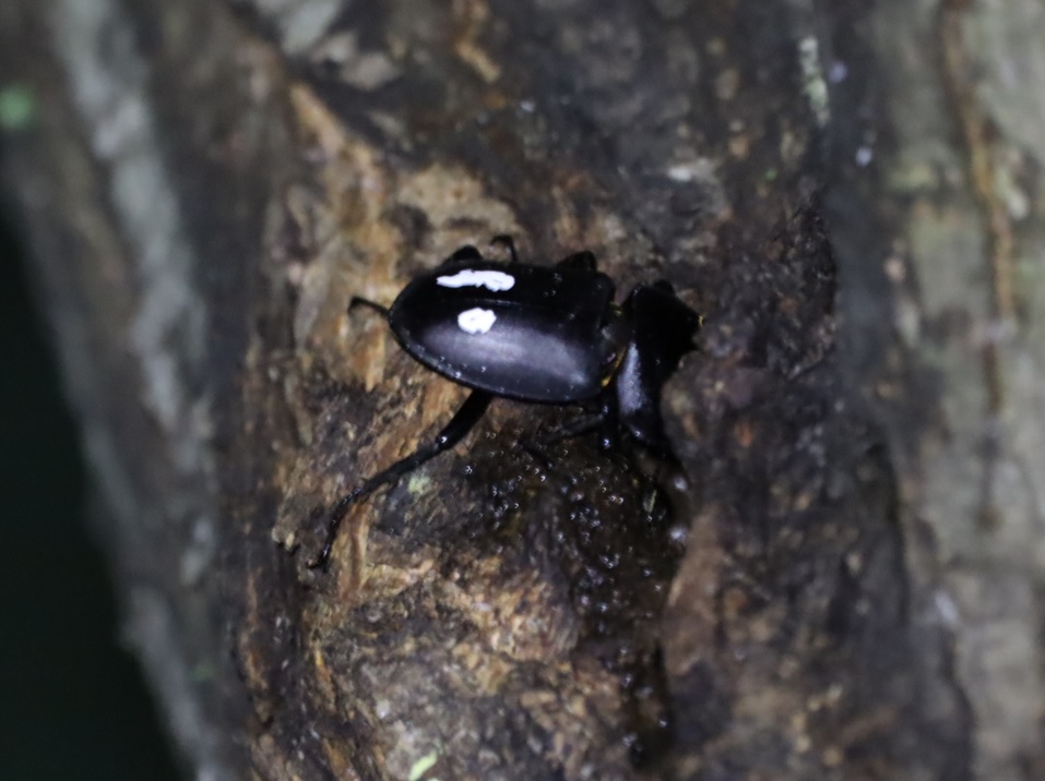 ヤナギ林のその他のヤナギ_樹液で放虫したコクワガタに再開_2022年6月3日20時25分気温20度