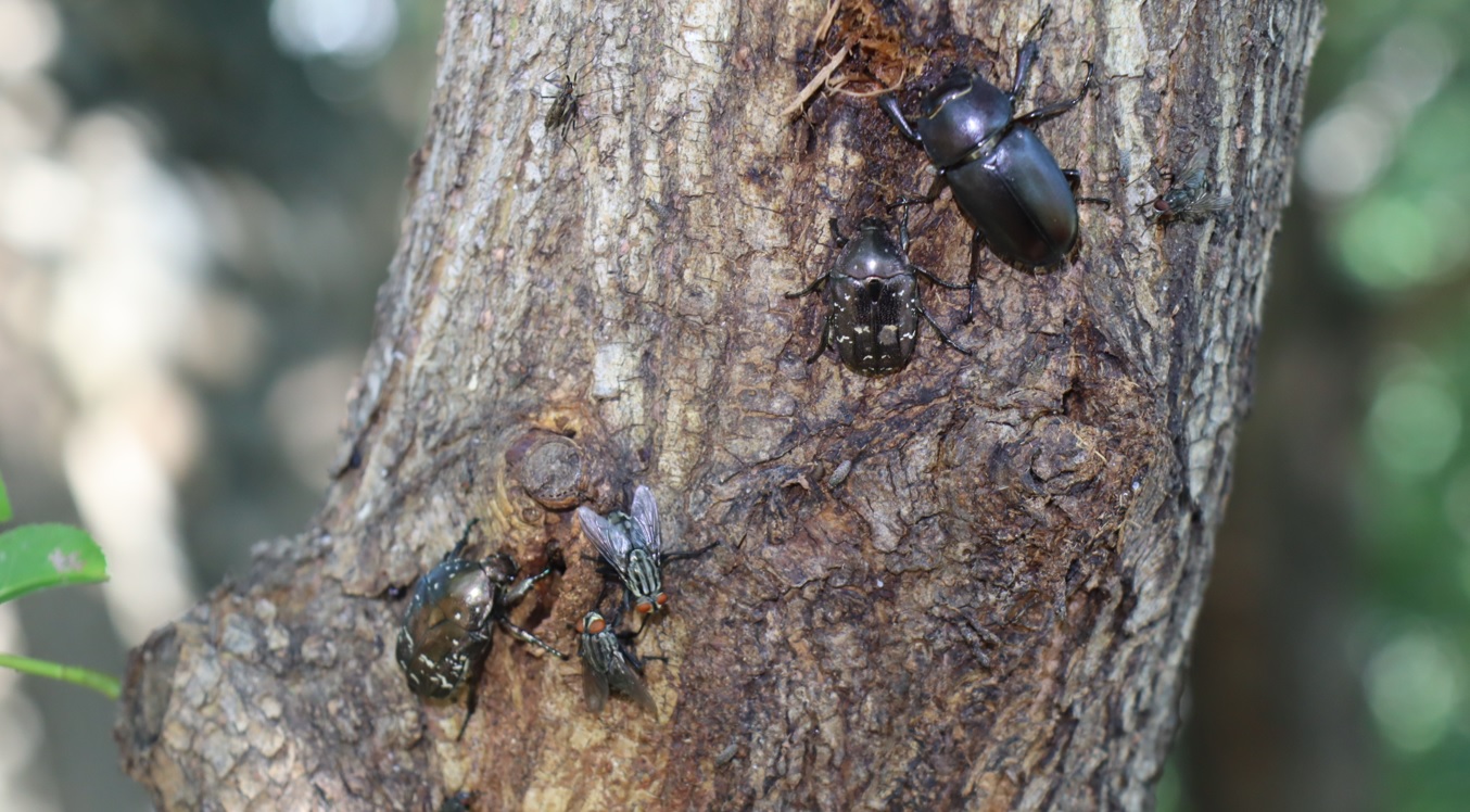 中州のヤナギ_シラホシハナムグリ、ノコギリクワガタ♀_2022年6月25日８時4０分頃気温30度