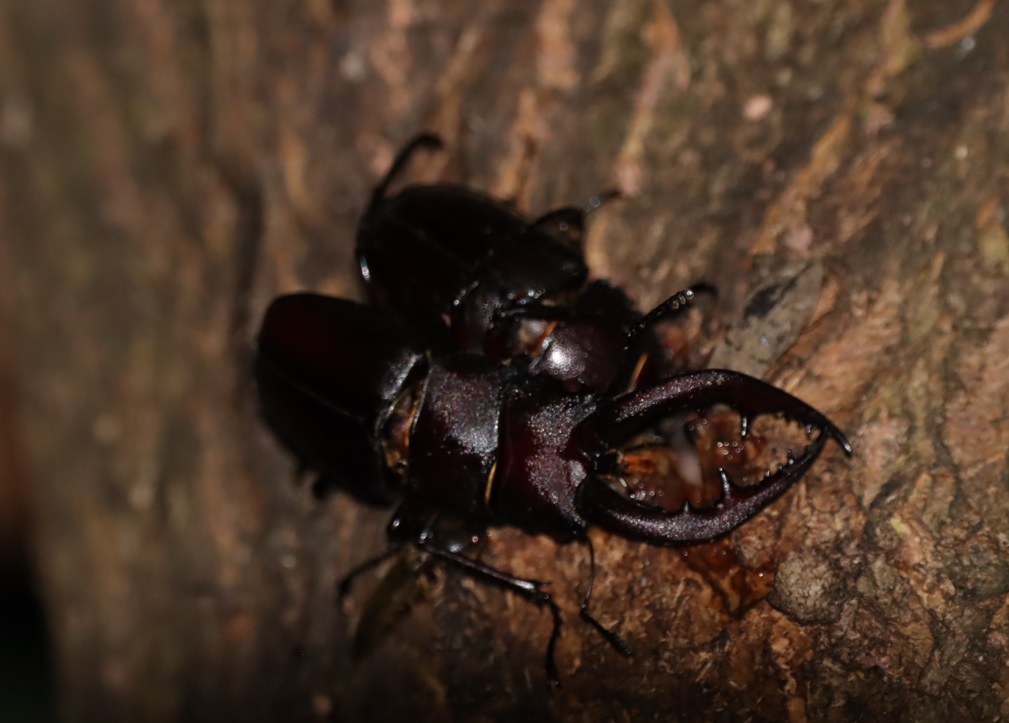 中州のヤナギ_ノコギリクワガタペア_2022年6月17日21時45分気温26度